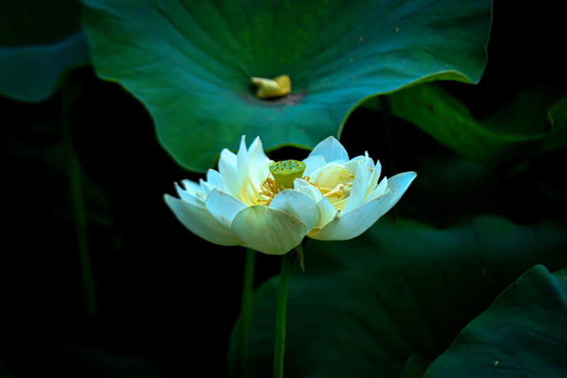 静谧荷塘 白莲绽放图片