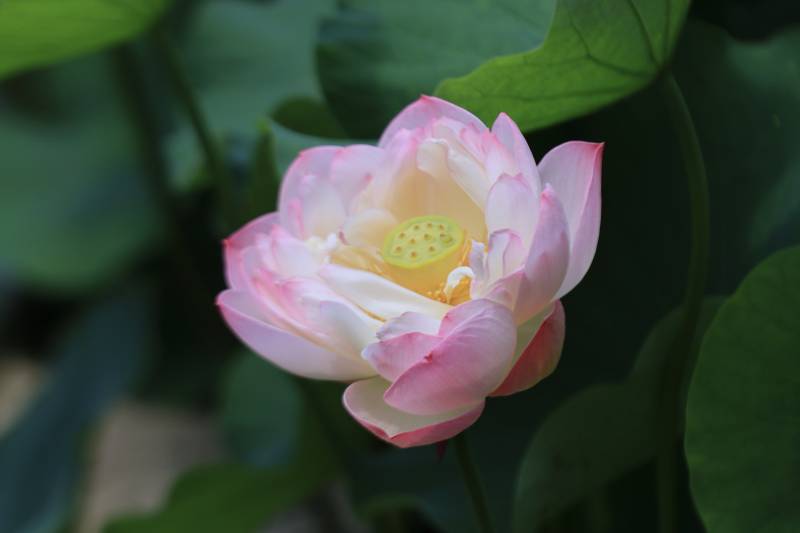 粉色莲花绽放于绿叶间图片