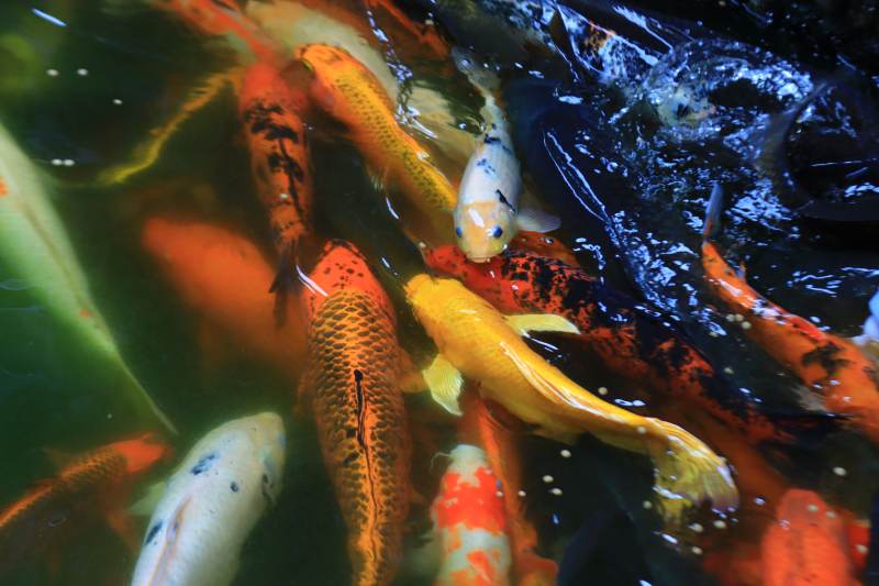 池中锦鲤游弋图图片