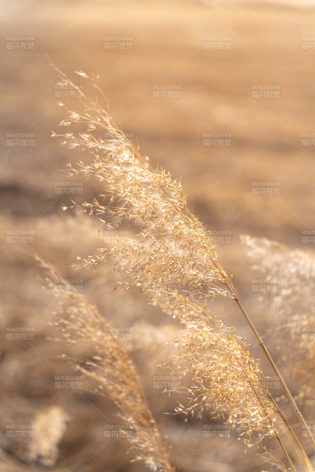 秋日金黄草穗随风摇曳图片