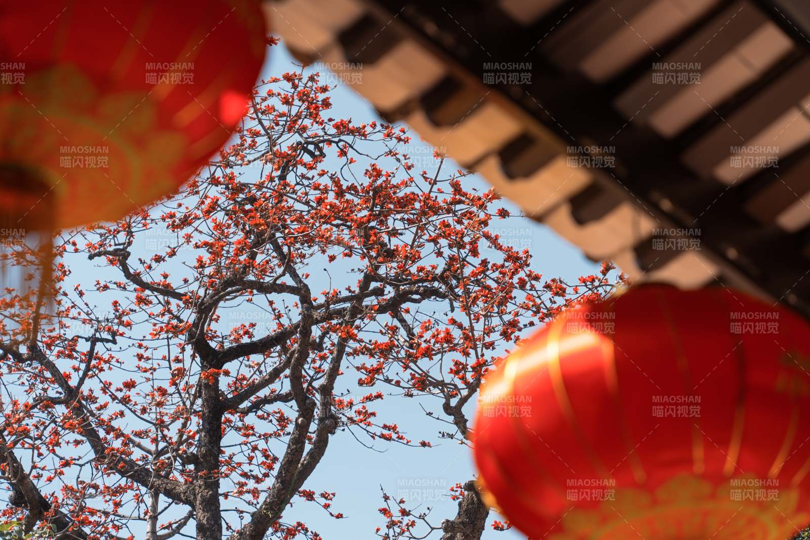 红灯笼映衬木棉花盛开图片