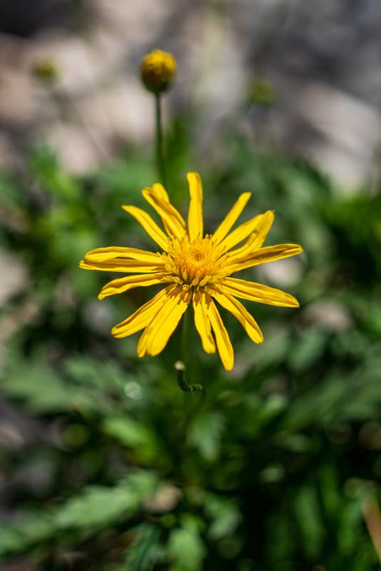 山野黄花绽放图片