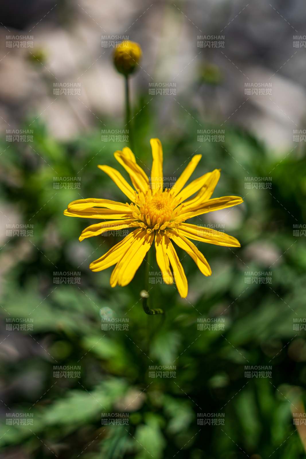山野黄花绽放图片