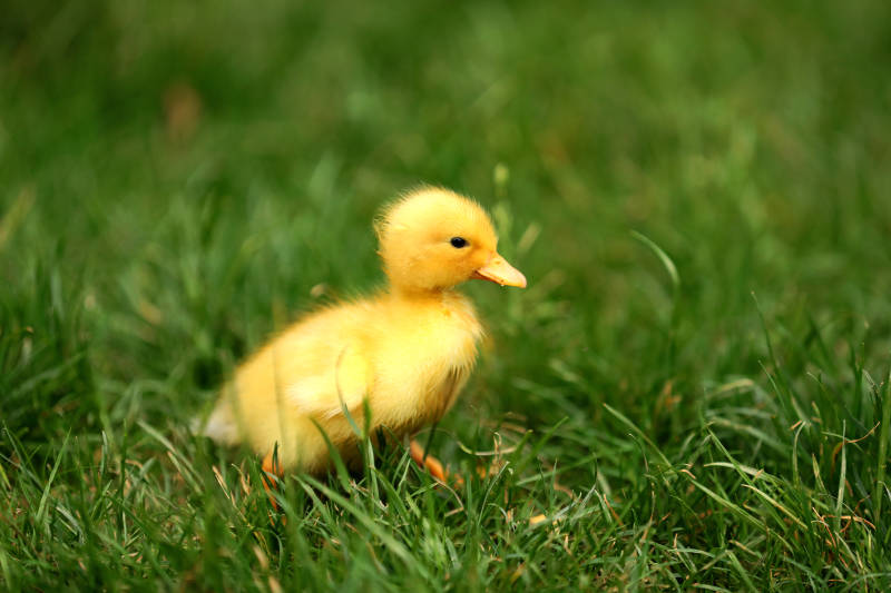 草地上的小黄鸭图片