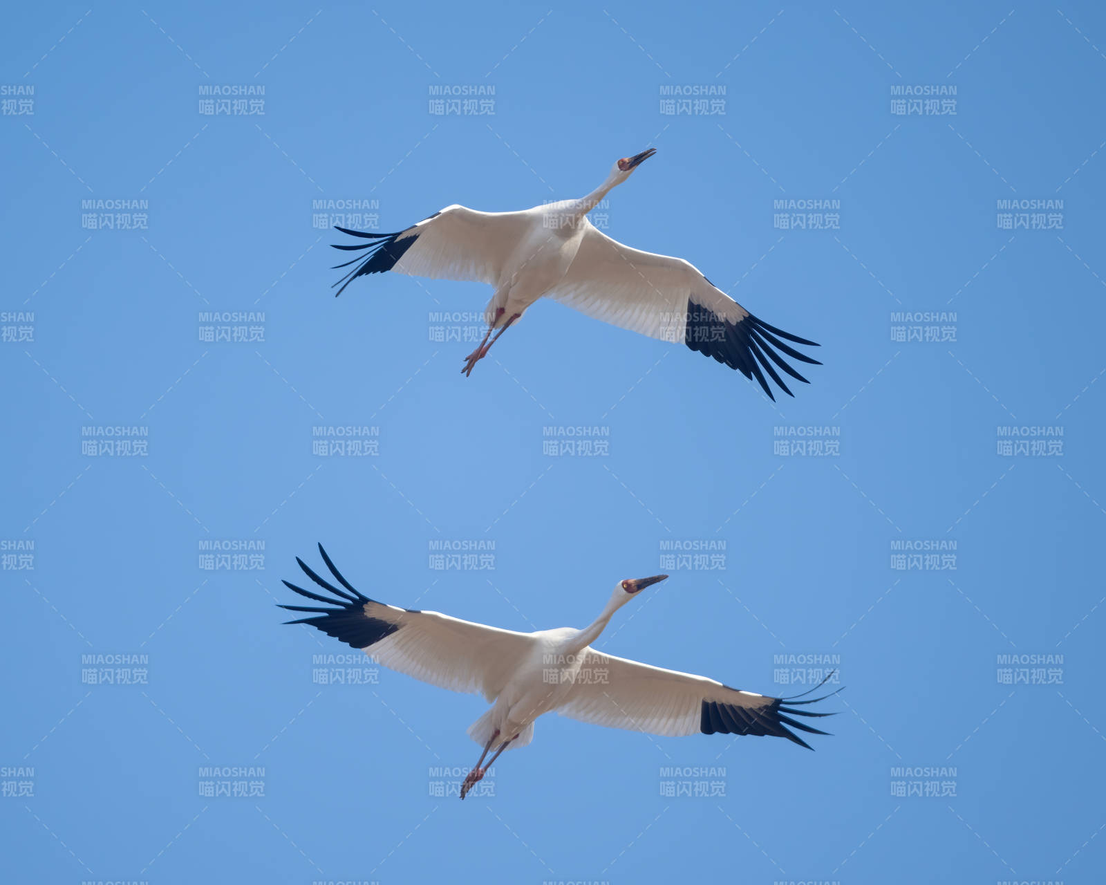 蓝天下的双鹤飞翔图片