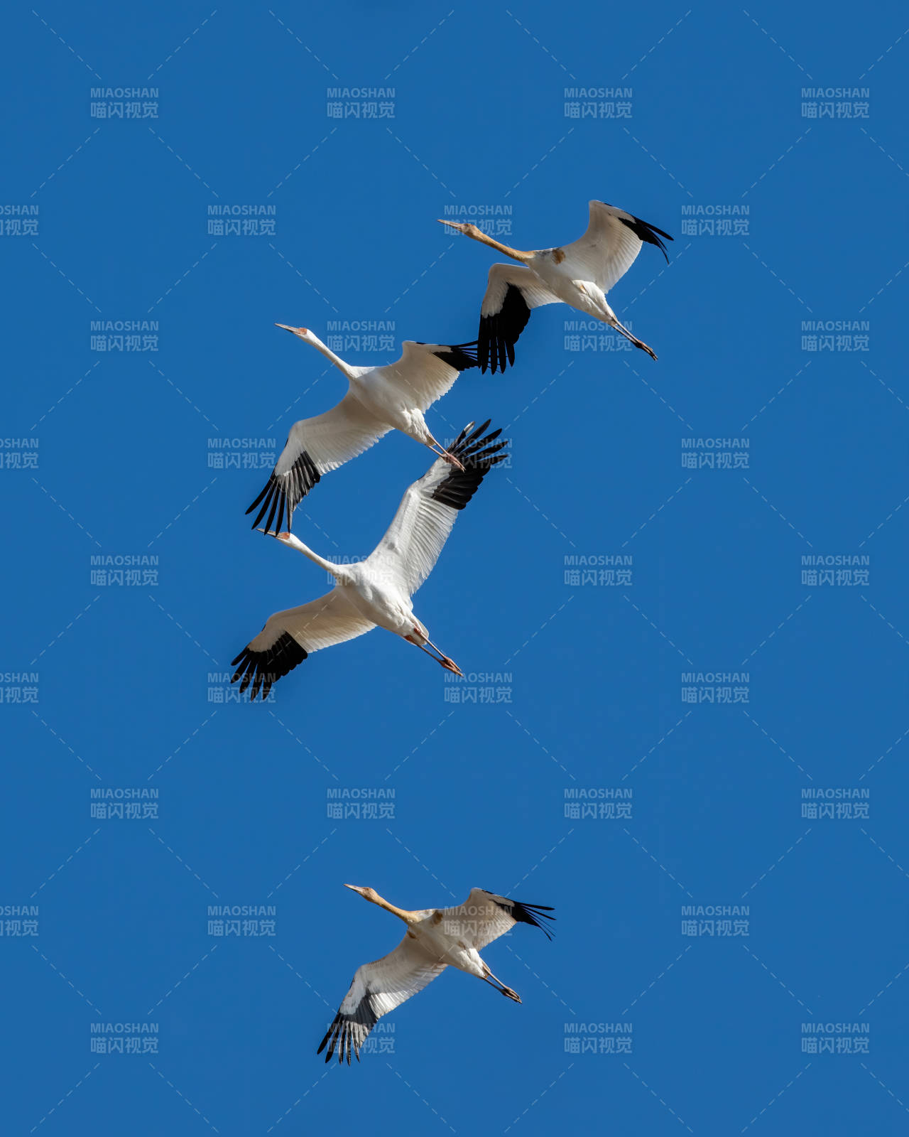 蓝天下的飞翔鹤群图片
