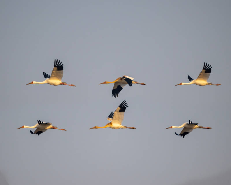 白鹤翱翔蓝天图片