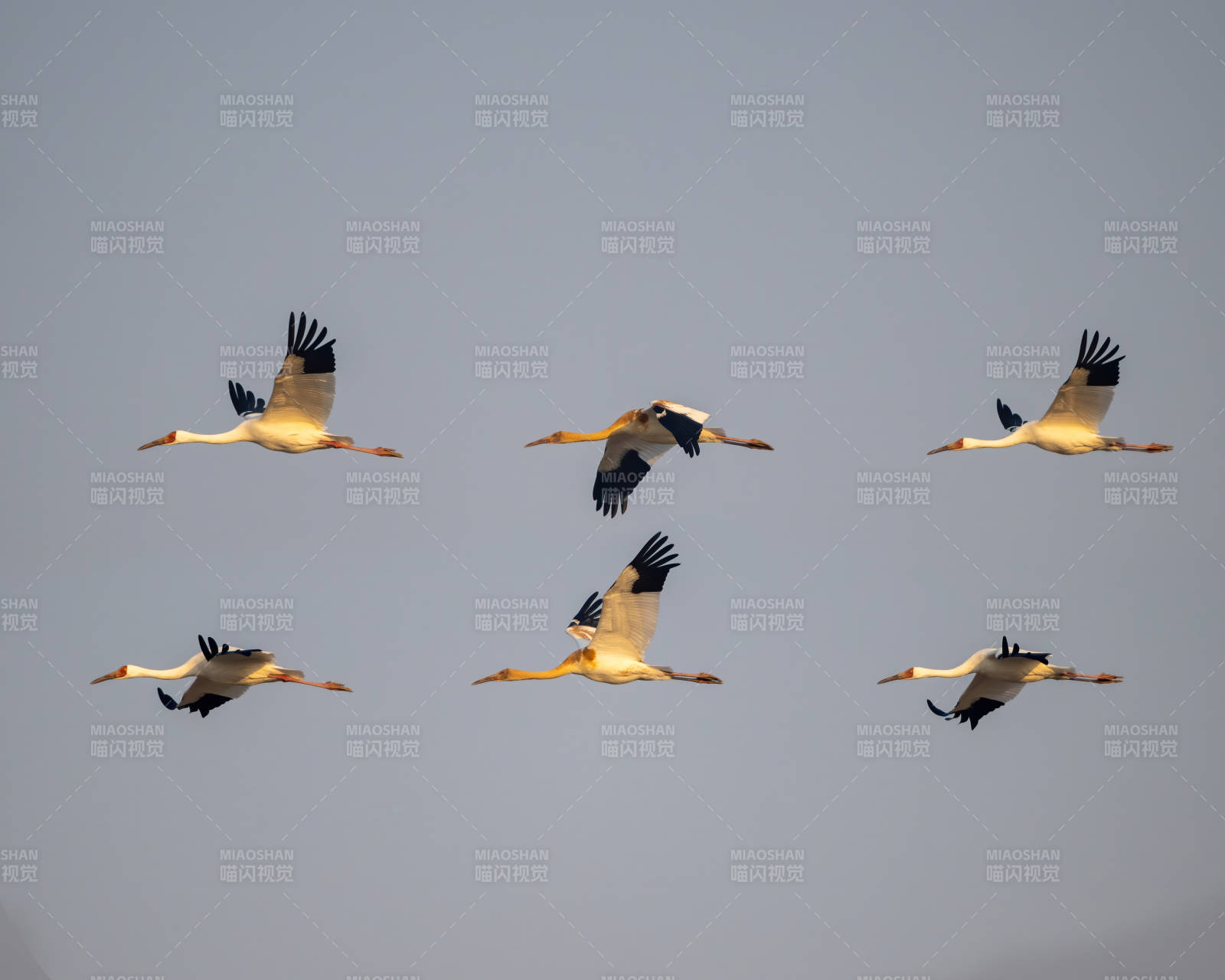 白鹤翱翔蓝天图片