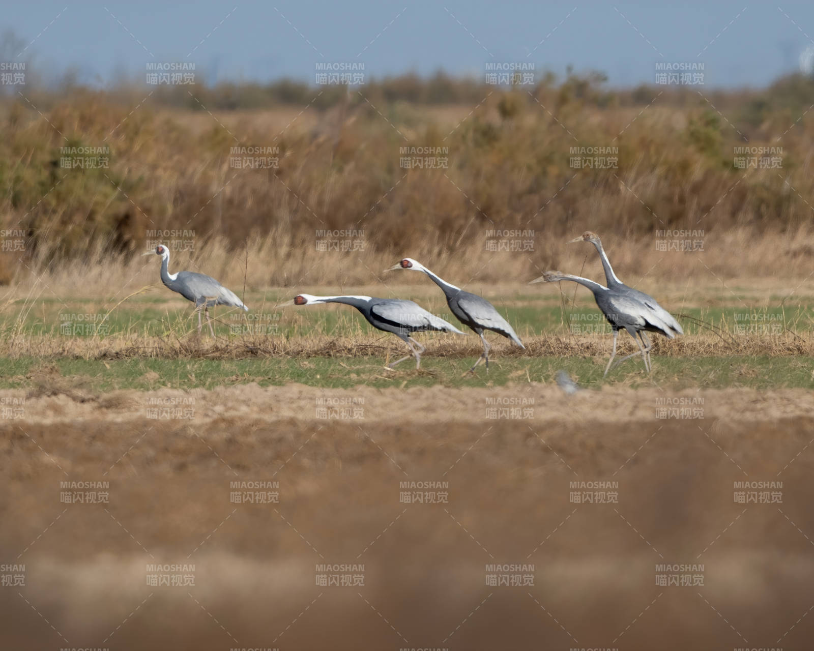 四只鹤在草地上行走图片