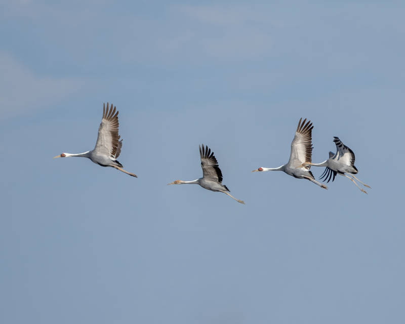 四只鹤在蓝天中飞翔图片