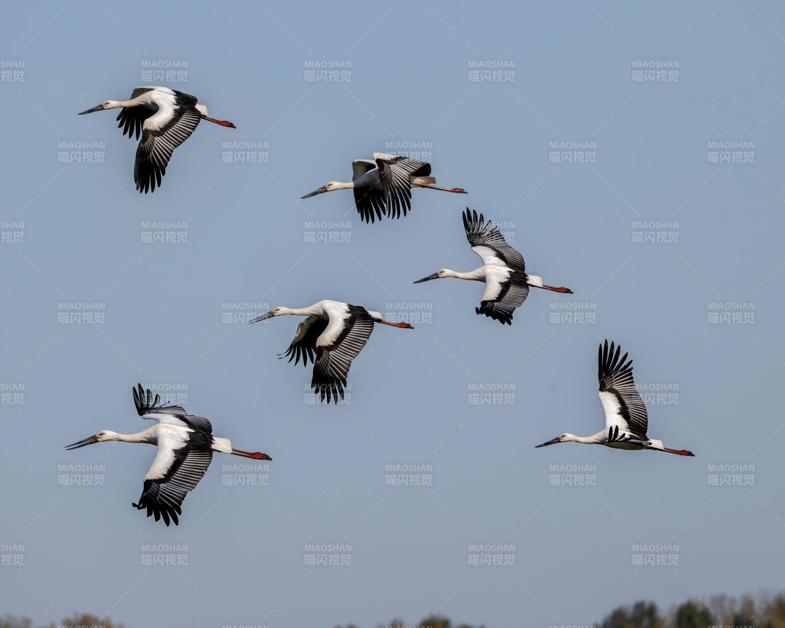 飞翔的白鹳群图片