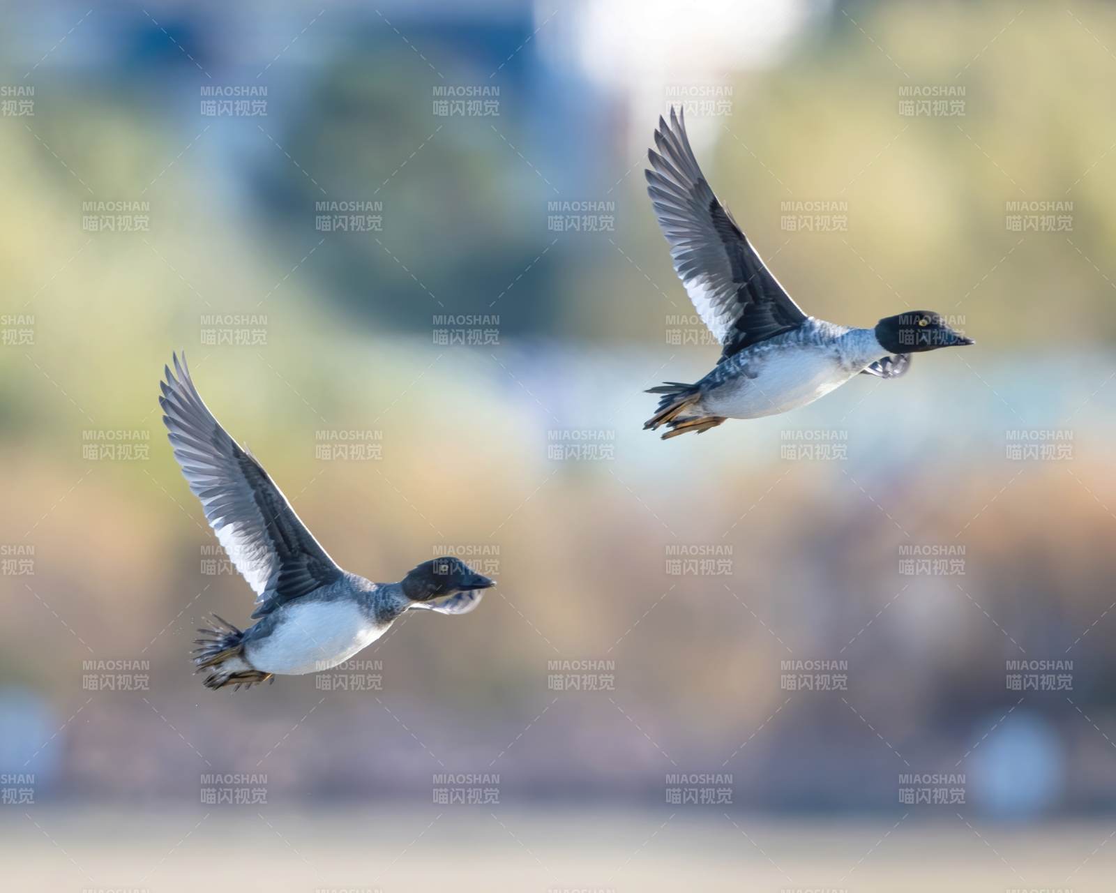 双鸭飞翔 湖畔美景图片