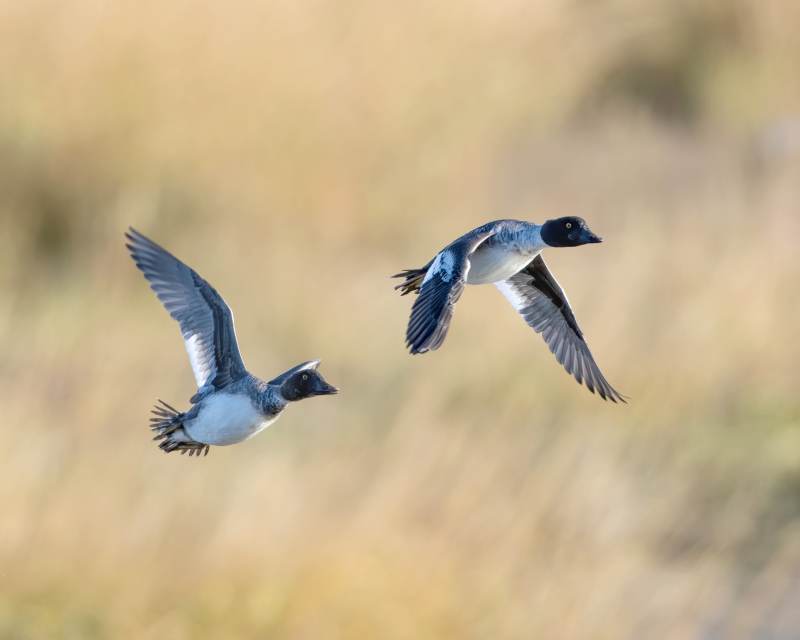 飞翔的鸭子图片