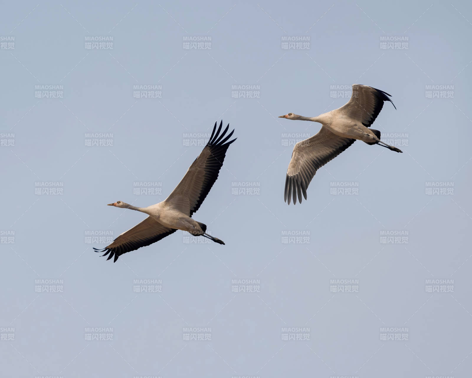 双鹤翱翔蓝天中图片
