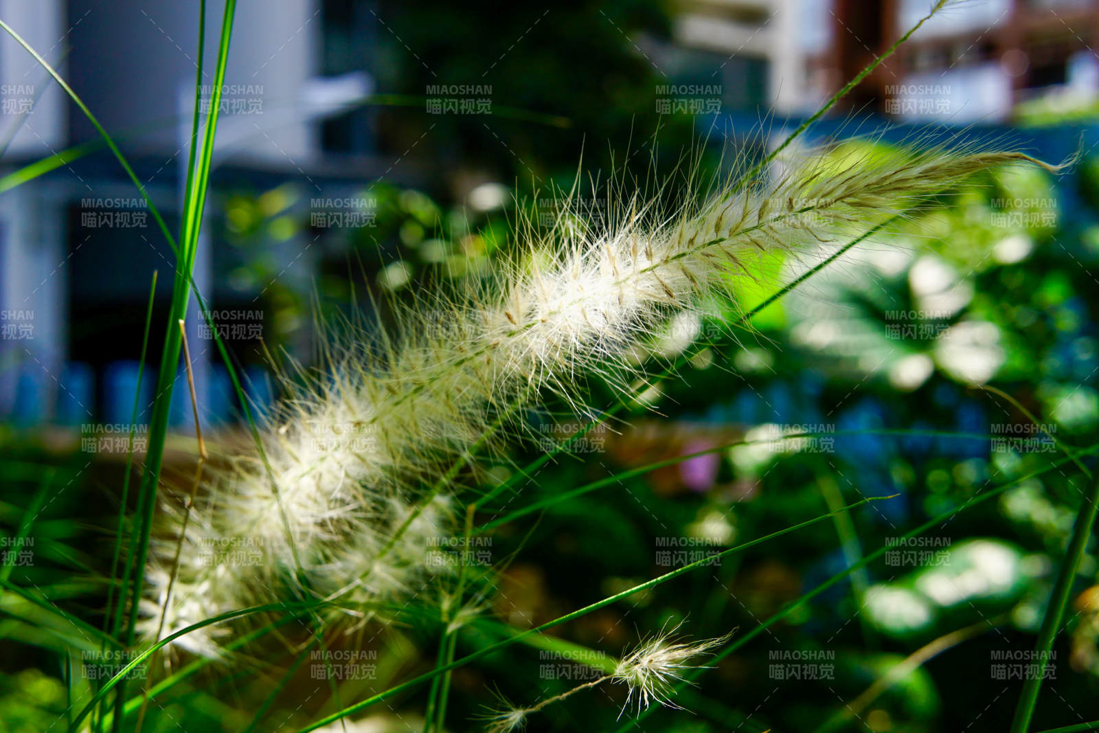 阳光下的草穗特写图片