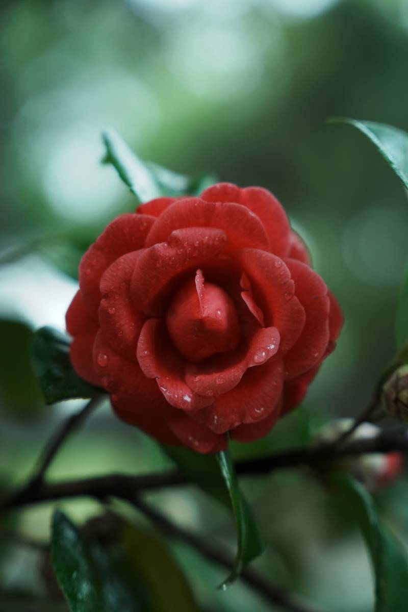 雨后红花 娇艳欲滴图片