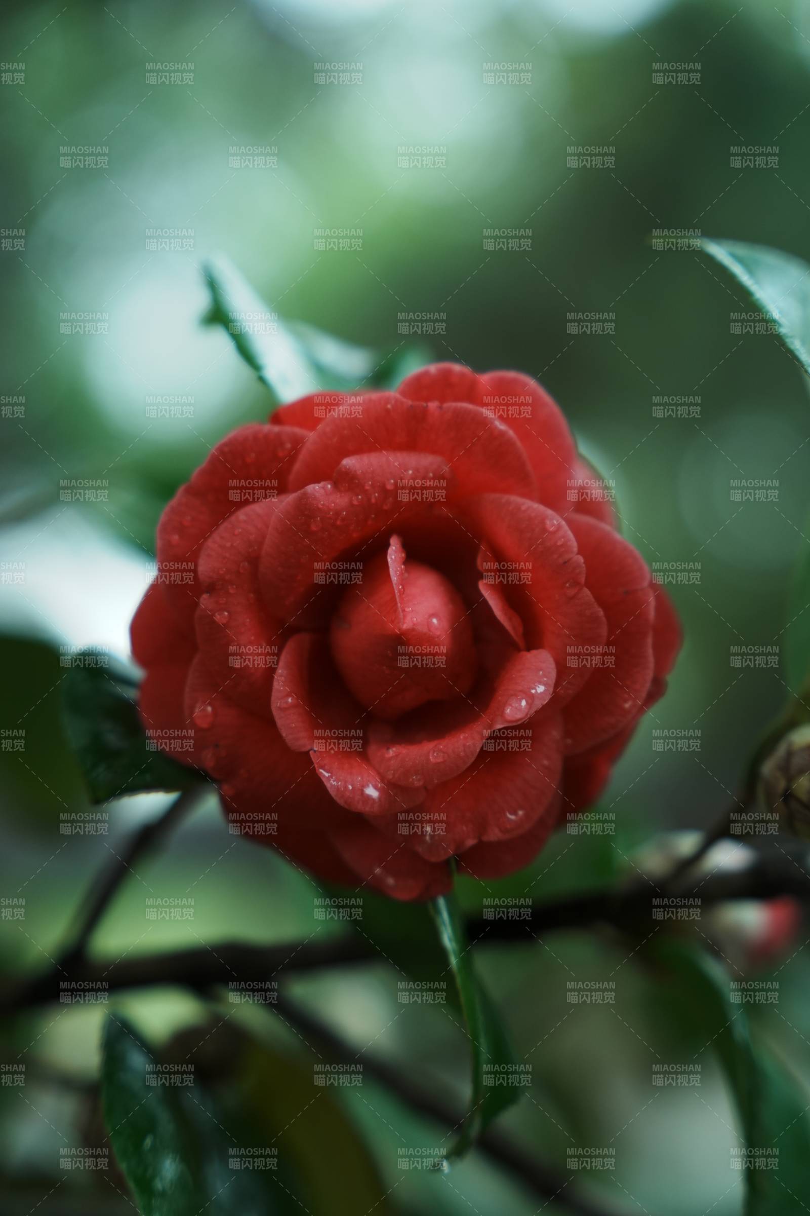 雨后红花 娇艳欲滴图片