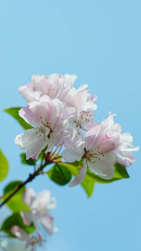 春日海棠花绽放蓝天背景图片
