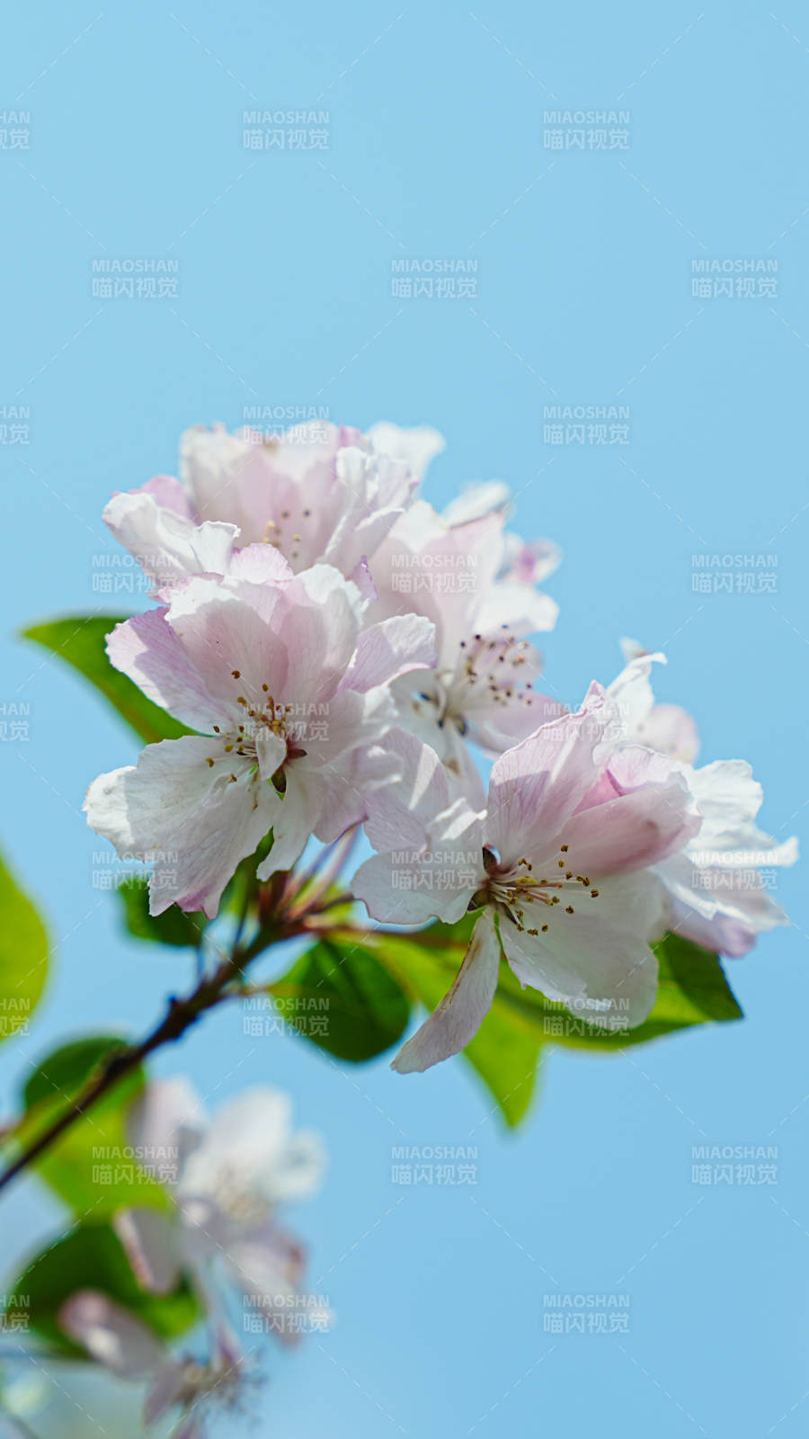 春日海棠花绽放蓝天背景图片