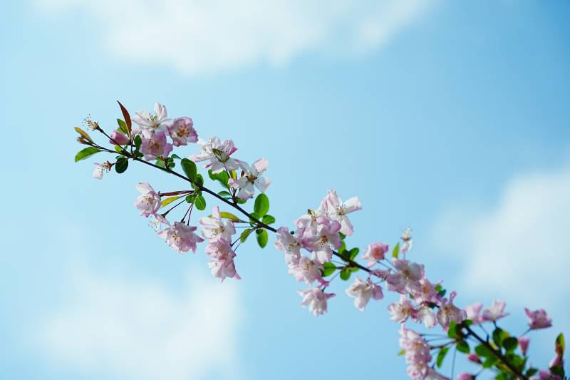 春日海棠花枝头绽放图片