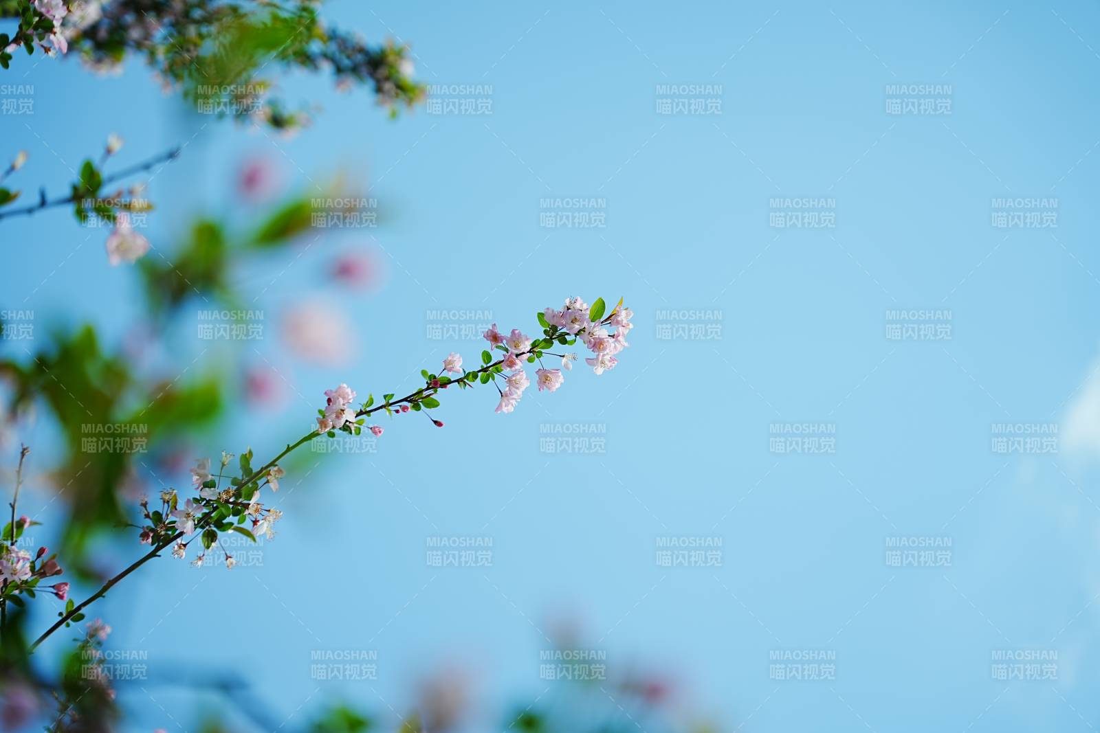 春日枝头 花开烂漫图片