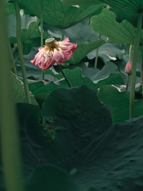 荷塘深处的粉色莲花图片