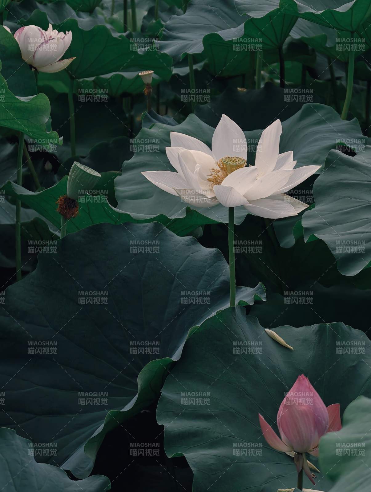 荷塘静谧 莲花绽放图片