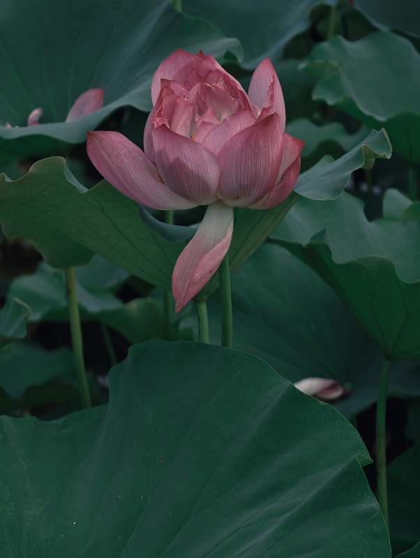 粉莲静绽绿叶间图片