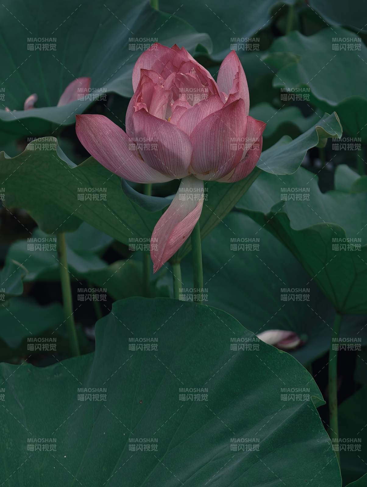 粉莲静绽绿叶间图片