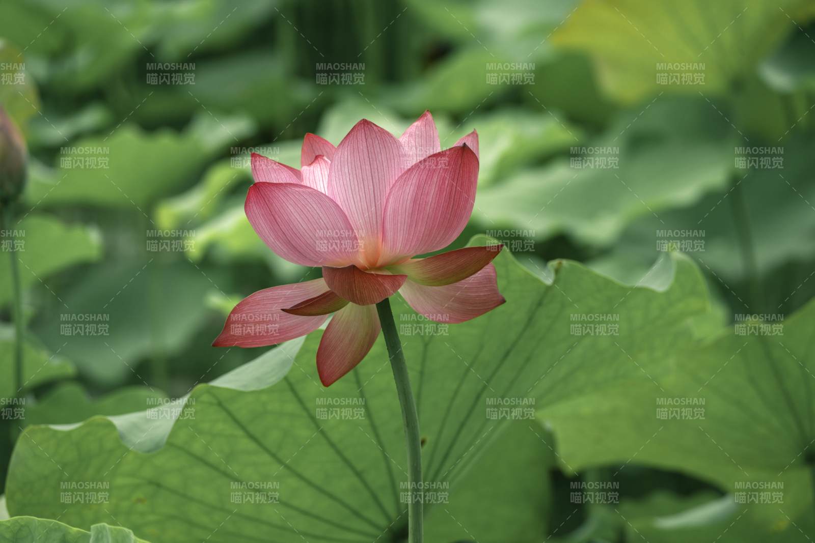 粉红莲花静谧绽放图片