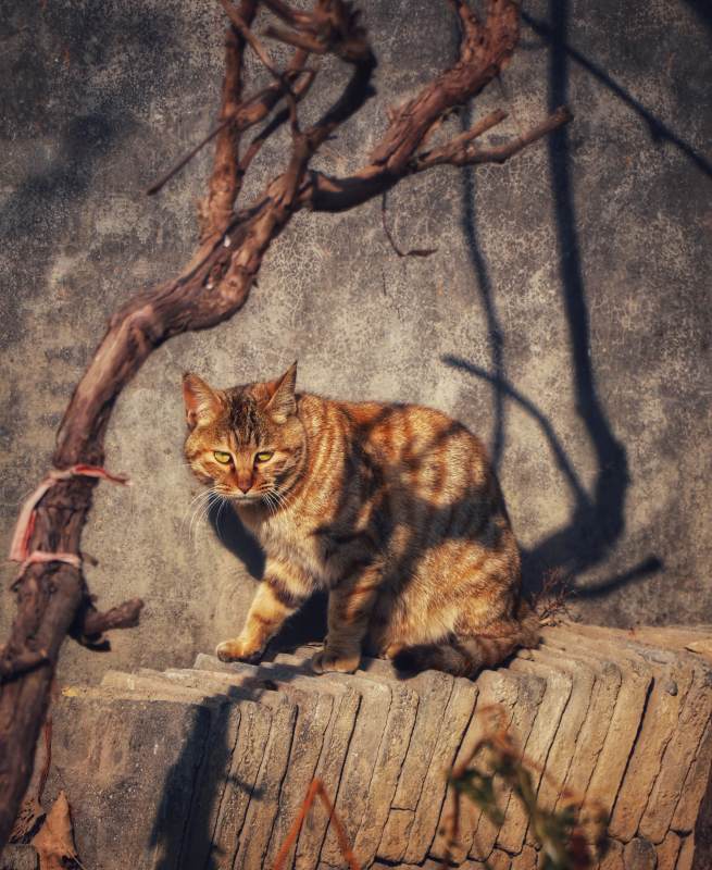 阳光下的猫影图片
