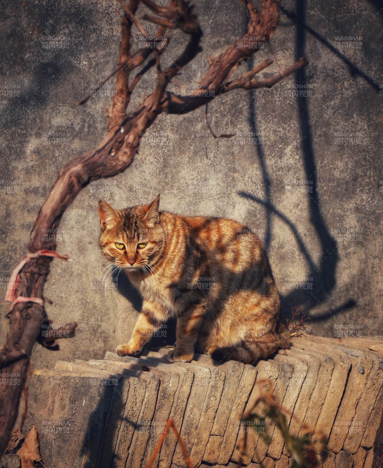 阳光下的猫影图片