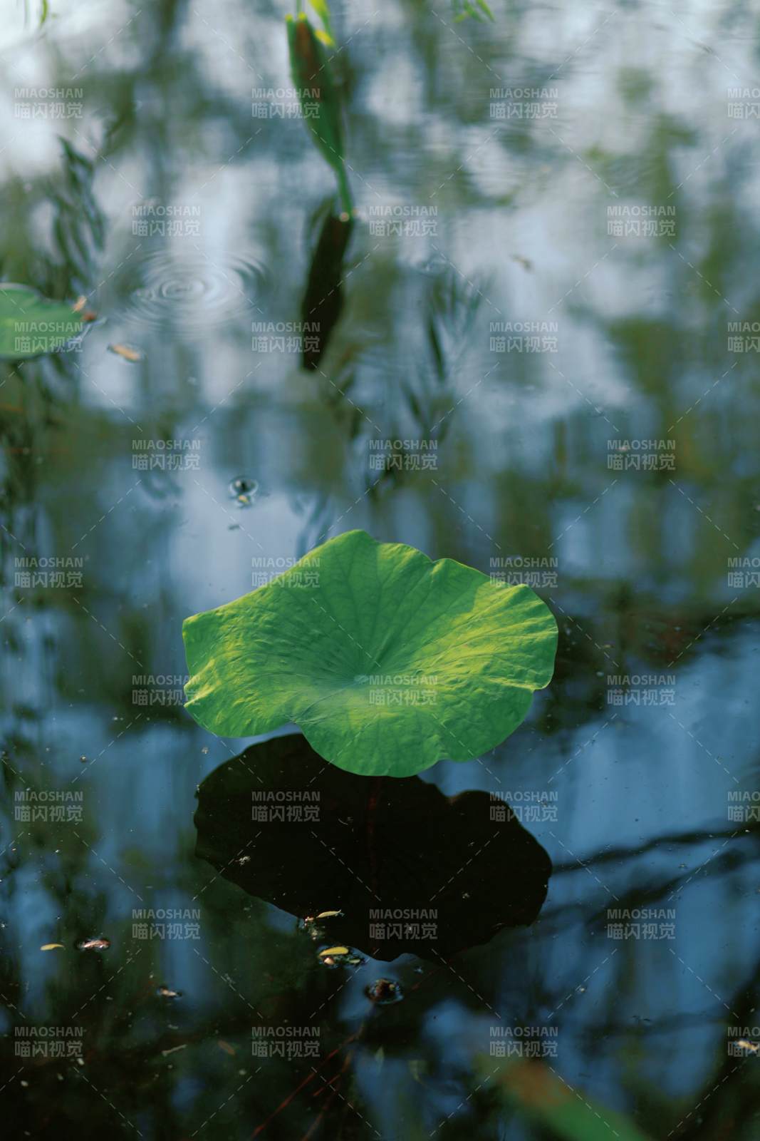 池塘中的荷叶倒影图片