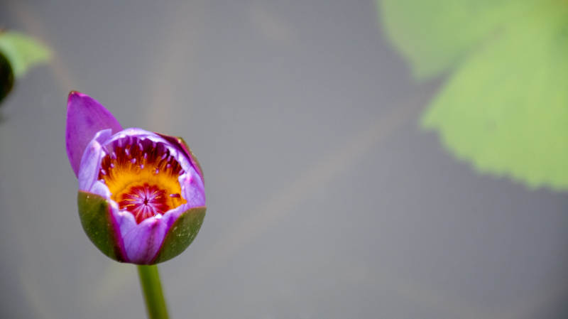 紫色莲花初绽水中景图片