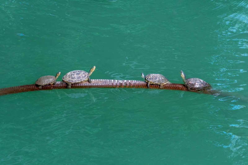 四只乌龟共栖一根木头图片