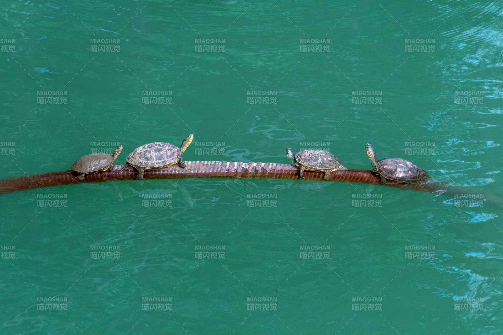 四只乌龟共栖一根木头图片