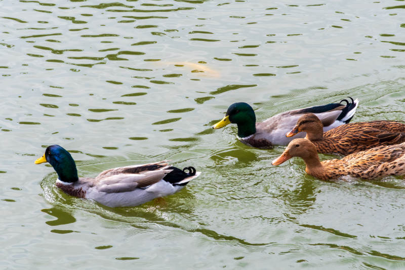 湖中鸭群悠然游弋图片