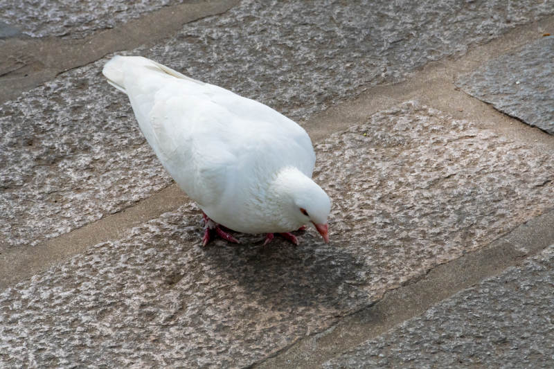 白鸽低头觅食图片