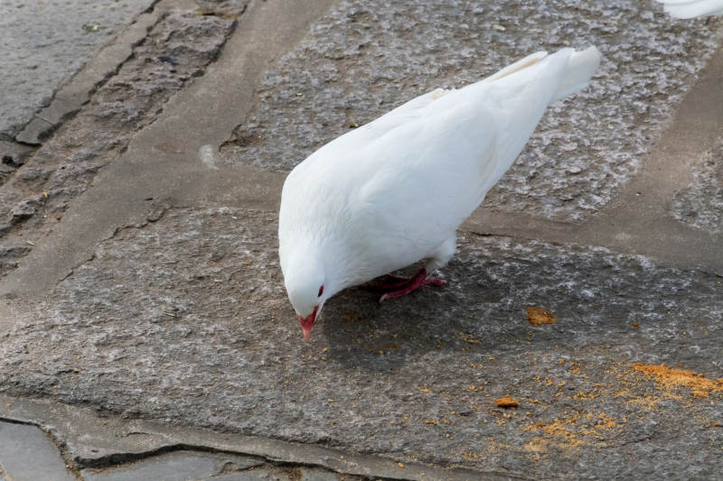 白鸽在石板路上觅食图片