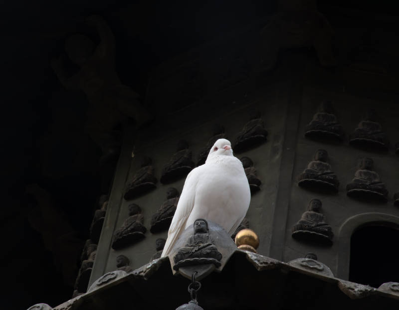 白鸽栖息古塔尖图片