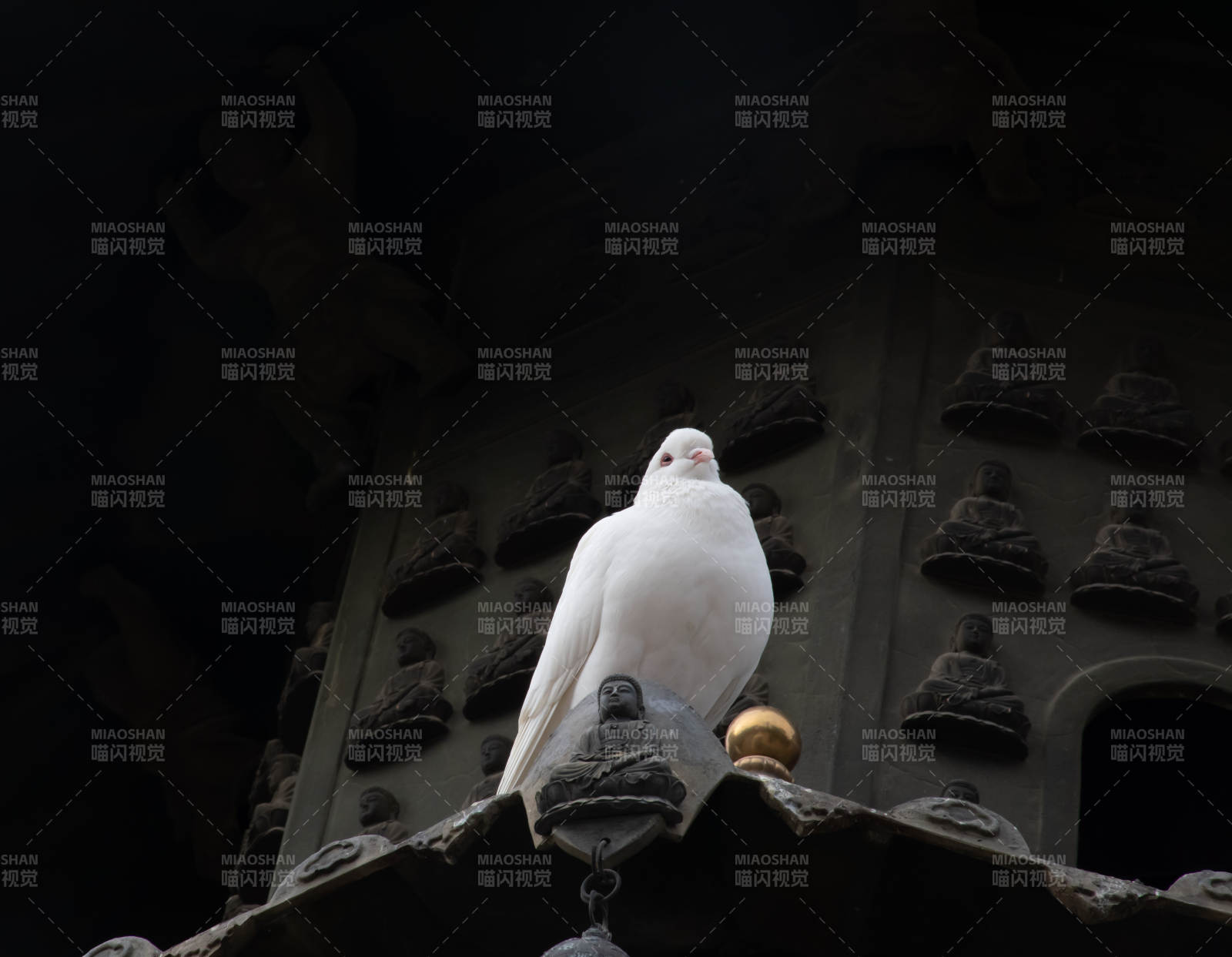 白鸽栖息古塔尖图片