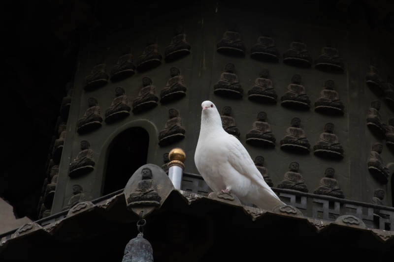白鸽栖息古塔檐下图片