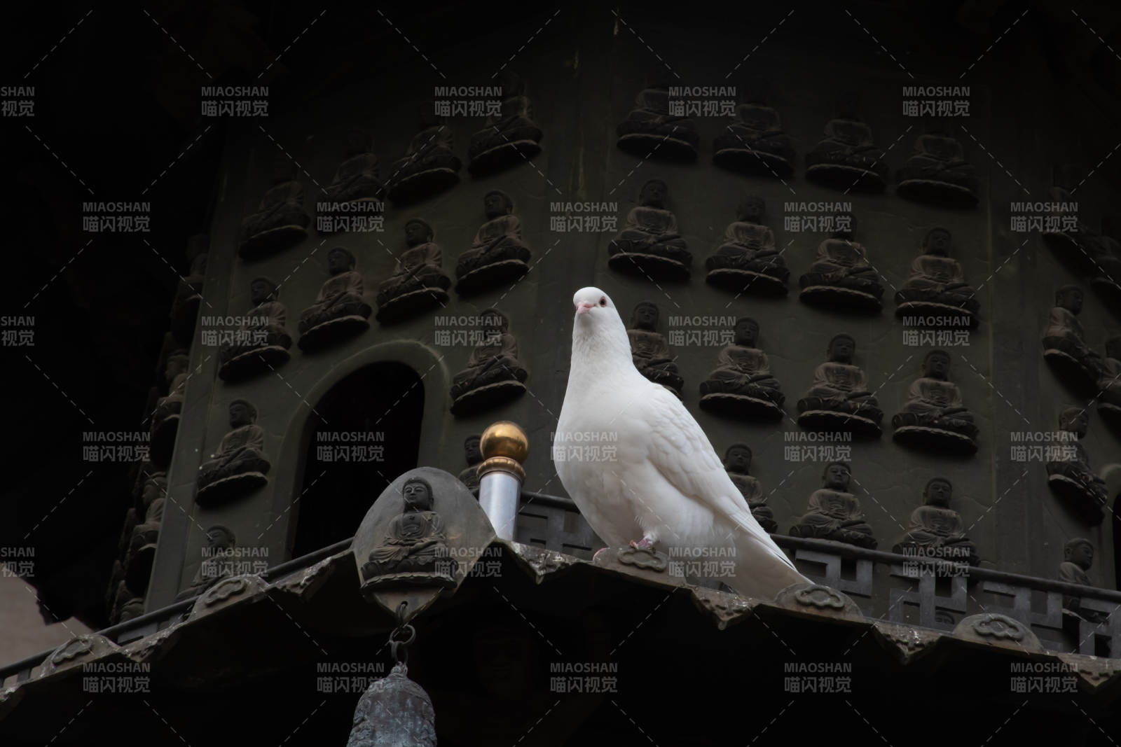 白鸽栖息古塔檐下图片