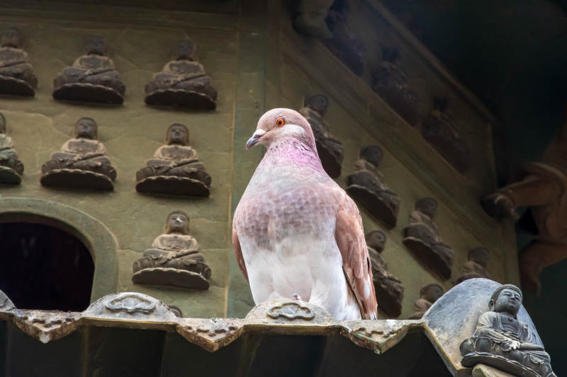 鸽子栖息于佛像前图片