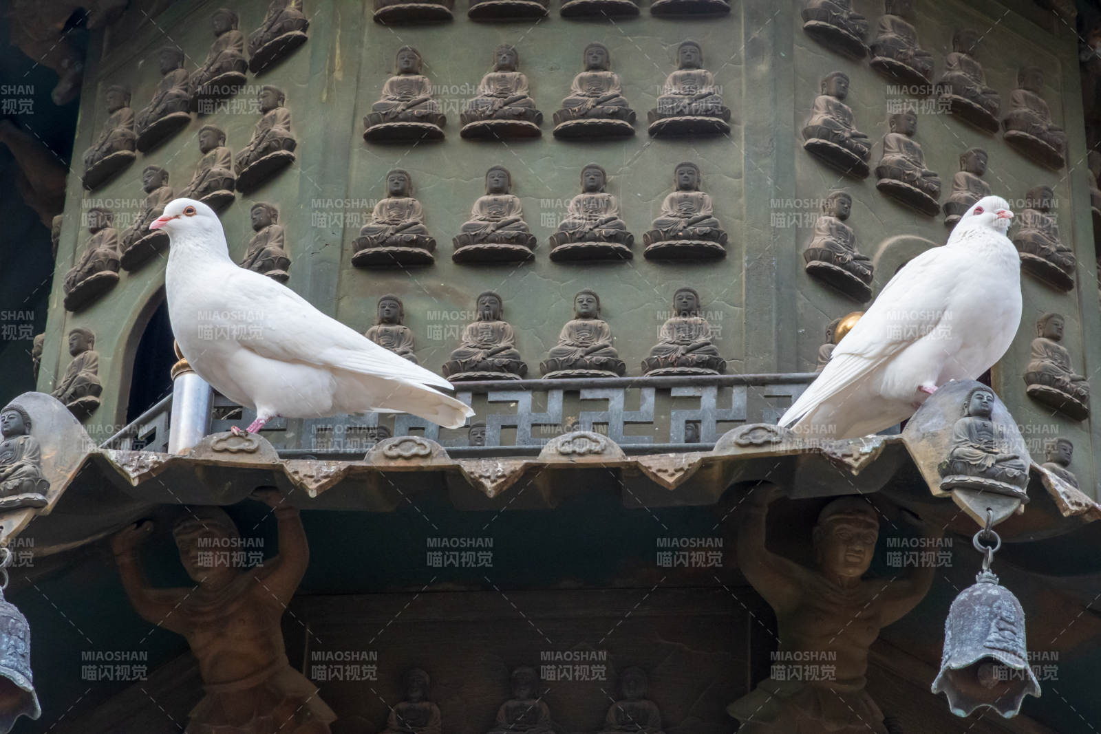 白鸽栖息古钟之上图片