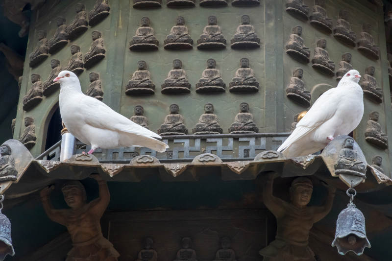 白鸽栖息古钟之上图片