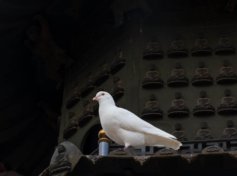 白鸽栖息古钟旁图片