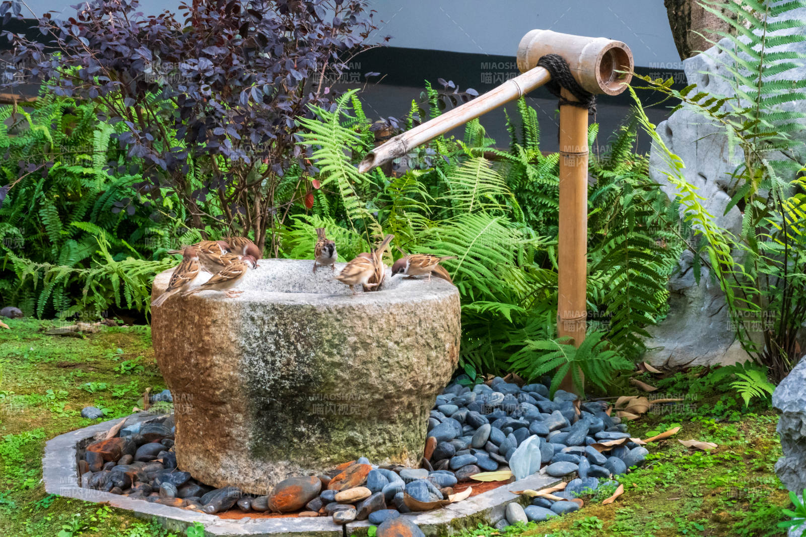 竹筒流水 石盆戏水景图片