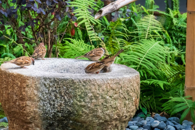 小鸟在石盆边饮水图片