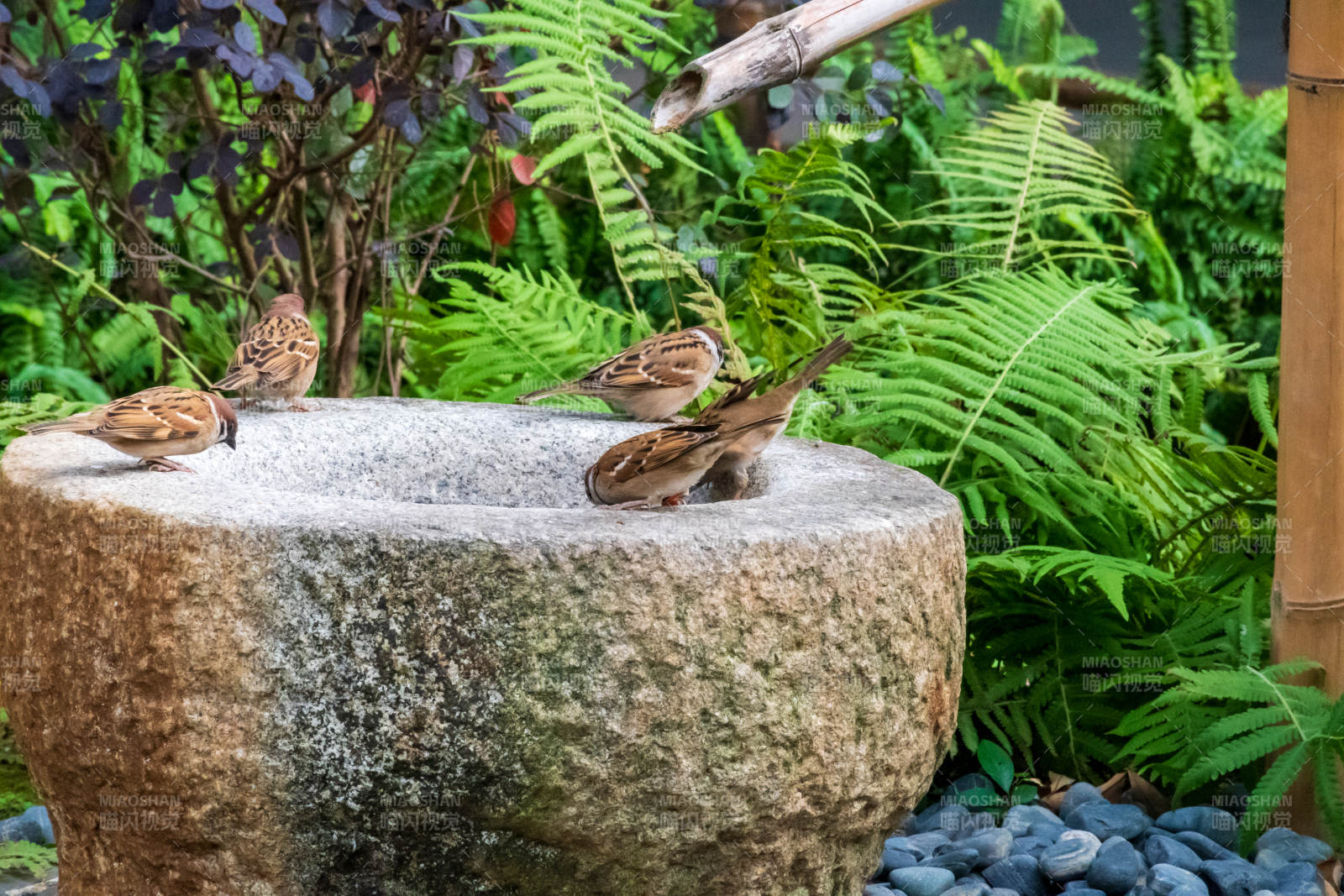 小鸟在石盆边饮水图片